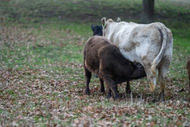 Avustralya 'da, boş bir tarlada otlayan sığır ve buzağılar. saman ve tohum yiyorlar. Yazın Murray Grey, Angus ve Wagyu cinsleri.