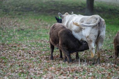 Avustralya wagyu inekleri çayırda otluyor. Avustralya ve Yeni Zelanda 'da ilkbaharda otlakta ot yiyen siyah bir angus ineğini ve yenilenebilir bir çiftlikte Yeni Zelanda' yı.