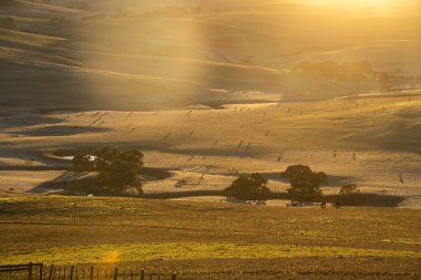 Avustralya 'daki güzel sığırlar ot yer, otlakta otlarlar. Tarımsal bir çiftlikte yetiştirilen sığır sürüsü. Sürdürülebilir tarım 