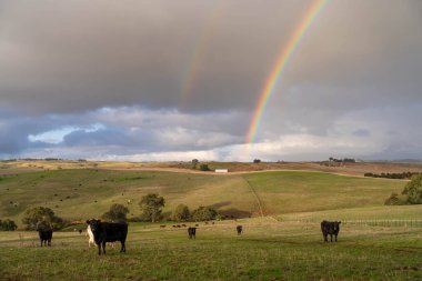 İngiltere 'de bir çiftlikte damızlık sığır ve wagyu inekleri. Baharda çayırda otlayan İngiliz sığırları. Sürdürülebilir bir tarım çiftliğinde çayırda yeşil çimenler büyüyor.