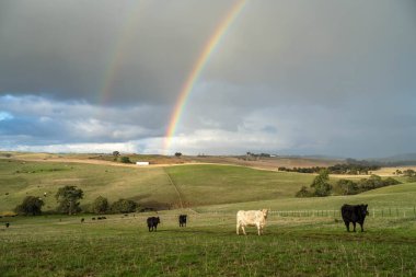 İngiltere 'de bir çiftlikte damızlık sığır ve wagyu inekleri. Baharda çayırda otlayan İngiliz sığırları. Sürdürülebilir bir tarım çiftliğinde çayırda yeşil çimenler büyüyor.