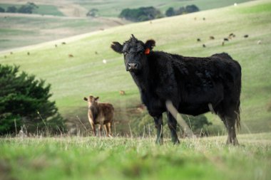 Avustralya 'da bir tarlada otlayan damızlık sığır ve sığır eti. Türleri arasında benek parkı, murray grisi, angus, brangus ve wagyu bulunur..