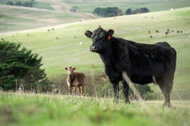 Avustralya wagyu inekleri çayırda otluyor. Avustralya ve Yeni Zelanda 'da ilkbaharda otlakta ot yiyen siyah bir angus ineğini ve yenilenebilir bir çiftlikte Yeni Zelanda' yı.