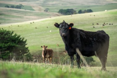 Avustralya 'da, boş bir tarlada otlayan sığır ve buzağılar. saman ve tohum yiyorlar. Yazın Murray Grey, Angus ve Wagyu cinsleri.