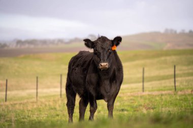 Avustralya 'da sürdürülebilir çiftlik hayvanları yetiştiriciliği: Avustralya' daki Kuraklıkta Sığır Otlatma İçin Yenileyici Uygulamalar