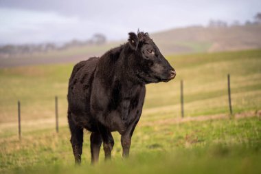 İngiltere 'de bir çiftlikte damızlık sığır ve wagyu inekleri. Baharda çayırda otlayan İngiliz sığırları. Sürdürülebilir bir tarım çiftliğinde çayırda yeşil çimenler büyüyor.
