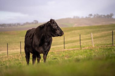 Avustralya 'da, boş bir tarlada otlayan sığır ve buzağılar. saman ve tohum yiyorlar. Yazın Murray Grey, Angus ve Wagyu cinsleri.