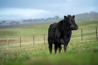 Sürdürülebilir Tarım Uygulamaları: Holistik, Karbon-nötr yaklaşımlar yoluyla Ekosistemleri, Geçim Kaynaklarını ve Dayanıklılığı Artırmak