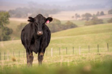 Sustainable Livestock Farming in Australia: Regenerative Practices for Cattle Grazing in Drought Resilient Pastures in australia clipart