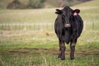 Avustralya 'da bir tarlada otlayan damızlık sığır ve sığır eti. Türleri arasında benek parkı, murray grisi, angus, brangus ve wagyu bulunur..