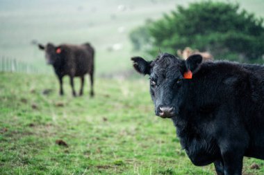 İngiltere 'de bir çiftlikte damızlık sığır ve wagyu inekleri. Baharda çayırda otlayan İngiliz sığırları. Sürdürülebilir bir tarım çiftliğinde çayırda yeşil çimenler büyüyor.