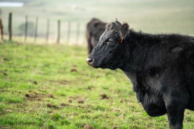 Avustralya 'da sürdürülebilir çiftlik hayvanları yetiştiriciliği: Avustralya' daki Kuraklıkta Sığır Otlatma İçin Yenileyici Uygulamalar