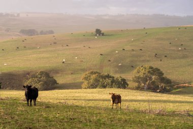 Avustralya 'da sığır çiftliğinde otlayan sığır ve dana eti. Cinsler Murray Grey, Angus ve Wagyu 'dur. sürdürülebilir tarım pratiği karbon depolama
