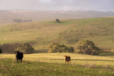 İngiltere 'de bir çiftlikte damızlık sığır ve wagyu inekleri. Baharda çayırda otlayan İngiliz sığırları. Sürdürülebilir bir tarım çiftliğinde çayırda yeşil çimenler büyüyor.
