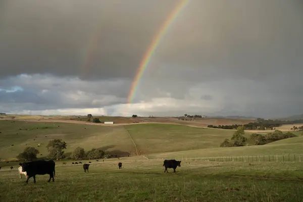 stock image The Future of Livestock in Australian Agriculture: Sustainable Grazing, Technology, and Innovation for Environmental Resilience