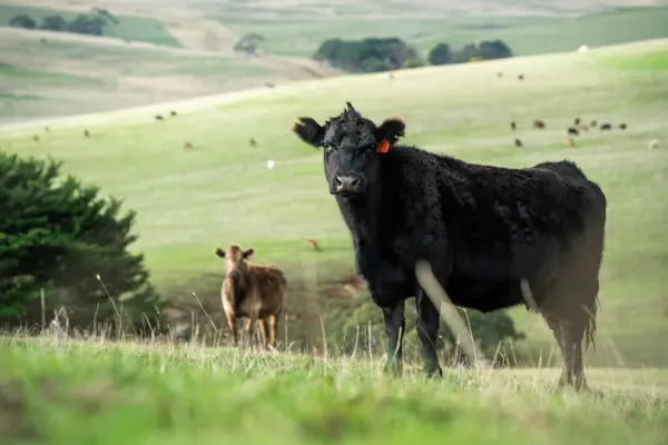 stock image The Future of Livestock in Australian Agriculture: Sustainable Grazing, Technology, and Innovation for Environmental Resilience