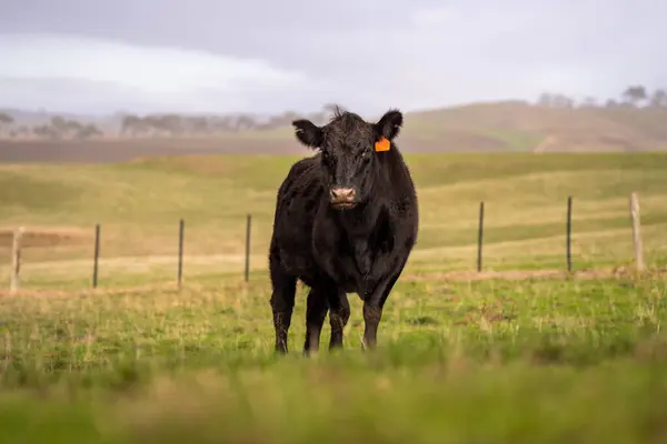 stock image Sustainable Agriculture Practices: Enhancing Ecosystems, Livelihoods, and Resilience through Holistic, Carbon-neutral Approaches