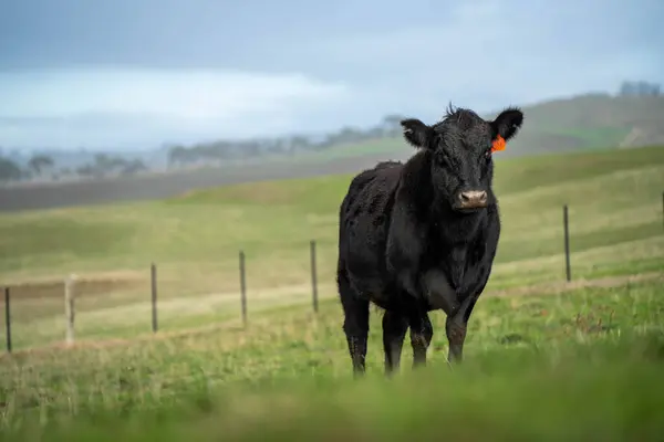 stock image The Future of Livestock in Australian Agriculture: Sustainable Grazing, Technology, and Innovation for Environmental Resilience
