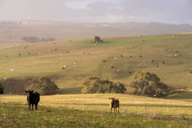 Avustralya wagyu inekleri çayırda otluyor. Avustralya ve Yeni Zelanda 'da ilkbaharda otlakta ot yiyen siyah bir angus ineğini ve yenilenebilir bir çiftlikte Yeni Zelanda' yı.