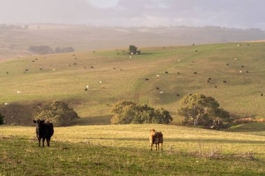 Avustralya 'da, boş bir tarlada otlayan sığır ve buzağılar. saman ve tohum yiyorlar. Yazın Murray Grey, Angus ve Wagyu cinsleri.