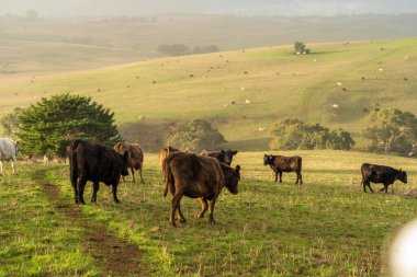 Avustralya 'da bir tarlada otlayan damızlık sığır ve sığır eti. Türleri arasında benek parkı, murray grisi, angus, brangus ve wagyu bulunur..