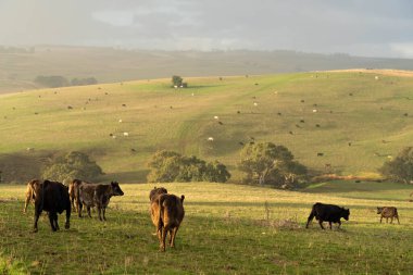 Avustralya 'da sığır çiftliğinde otlayan sığır ve dana eti. Cinsler Murray Grey, Angus ve Wagyu 'dur. sürdürülebilir tarım pratiği karbon depolama
