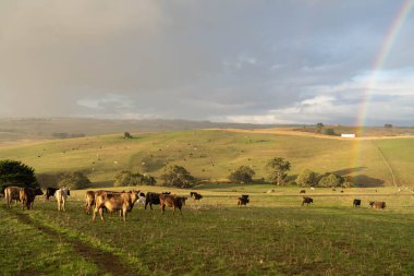 Avustralya 'da bir tarlada otlayan damızlık sığır ve sığır eti. Türleri arasında benek parkı, murray grisi, angus, brangus ve wagyu bulunur..
