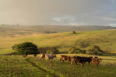 Avustralya 'da bir tarlada otlayan damızlık sığır ve sığır eti. Türleri arasında benek parkı, murray grisi, angus, brangus ve wagyu bulunur..