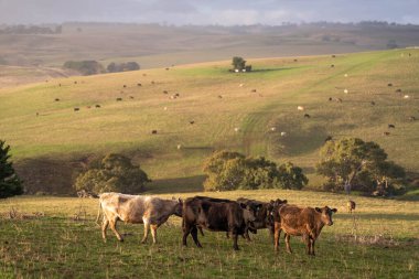 Avustralya wagyu inekleri çayırda otluyor. Avustralya ve Yeni Zelanda 'da ilkbaharda otlakta ot yiyen siyah bir angus ineğini ve yenilenebilir bir çiftlikte Yeni Zelanda' yı.