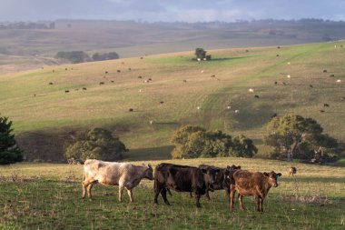 İngiltere 'de bir çiftlikte damızlık sığır ve wagyu inekleri. Baharda çayırda otlayan İngiliz sığırları. Sürdürülebilir bir tarım çiftliğinde çayırda yeşil çimenler büyüyor.