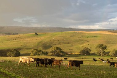 Avustralya 'da sığır çiftliğinde otlayan sığır ve dana eti. Cinsler Murray Grey, Angus ve Wagyu 'dur. sürdürülebilir tarım pratiği karbon depolama