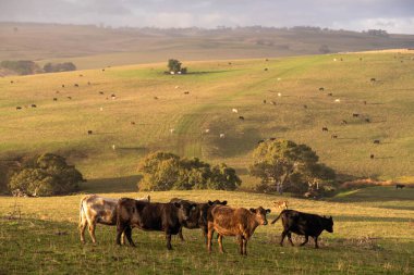 Avustralya 'da bir tarlada otlayan damızlık sığır ve sığır eti. Türleri arasında benek parkı, murray grisi, angus, brangus ve wagyu bulunur..