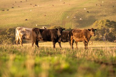 İngiltere 'de bir çiftlikte damızlık sığır ve wagyu inekleri. Baharda çayırda otlayan İngiliz sığırları. Sürdürülebilir bir tarım çiftliğinde çayırda yeşil çimenler büyüyor.