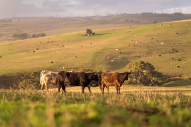 Avustralya 'da bir tarlada otlayan damızlık sığır ve sığır eti. Türleri arasında benek parkı, murray grisi, angus, brangus ve wagyu bulunur..