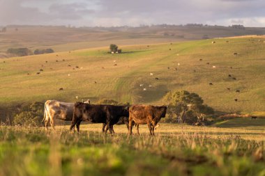 Avustralya 'da sığır çiftliğinde otlayan sığır ve dana eti. Cinsler Murray Grey, Angus ve Wagyu 'dur. sürdürülebilir tarım pratiği karbon depolama
