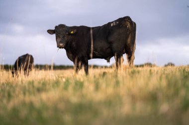 Kırsaldaki bir çayırda siyah ve beyaz sığırlar