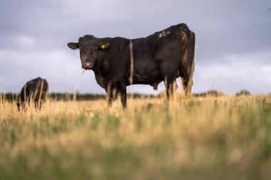 Avustralya 'daki güzel sığırlar ot yer, otlakta otlarlar. Tarımsal bir çiftlikte yetiştirilen sığır sürüsü. Sürdürülebilir tarım 