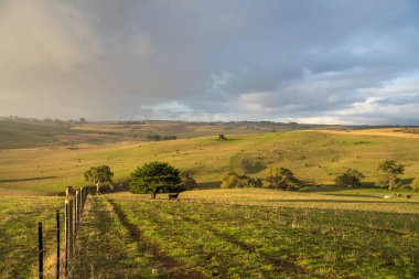 Avustralya 'da sürdürülebilir çiftlik hayvanları yetiştiriciliği: Avustralya' daki Kuraklıkta Sığır Otlatma İçin Yenileyici Uygulamalar