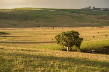 Avustralya 'daki güzel sığırlar ot yer, otlakta otlarlar. Tarımsal bir çiftlikte yetiştirilen sığır sürüsü. Sürdürülebilir tarım 
