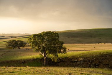 Avustralya 'da bir tarlada otlayan damızlık sığır ve sığır eti. Türleri arasında benek parkı, murray grisi, angus, brangus ve wagyu bulunur..
