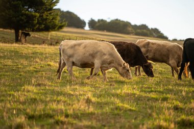 Avustralya 'da, boş bir tarlada otlayan sığır ve buzağılar. saman ve tohum yiyorlar. Yazın Murray Grey, Angus ve Wagyu cinsleri.