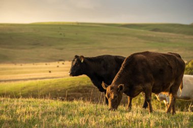 Avustralya 'da sürdürülebilir çiftlik hayvanları yetiştiriciliği: Avustralya' daki Kuraklıkta Sığır Otlatma İçin Yenileyici Uygulamalar