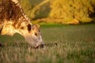 merada otlayan kahverengi koyun