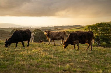 Avustralya Tarım 'da Hayvanların Geleceği: Sürdürülebilir Çimenlik, Teknoloji ve Çevresel Dayanıklılık İçin Yenilik