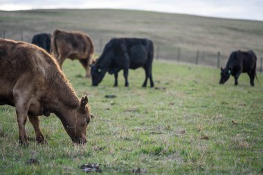 Avustralya 'da bir tarlada otlayan damızlık sığır ve sığır eti. Türleri arasında benek parkı, murray grisi, angus, brangus ve wagyu bulunur..