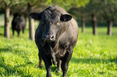 Avustralya wagyu inekleri çayırda otluyor. Avustralya ve Yeni Zelanda 'da ilkbaharda otlakta ot yiyen siyah bir angus ineğini ve yenilenebilir bir çiftlikte Yeni Zelanda' yı.