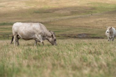 Avustralya wagyu inekleri çayırda otluyor. Avustralya ve Yeni Zelanda 'da ilkbaharda otlakta ot yiyen siyah bir angus ineğini ve yenilenebilir bir çiftlikte Yeni Zelanda' yı.
