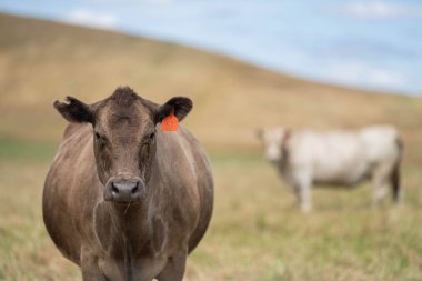 Avustralya 'da, boş bir tarlada otlayan sığır ve buzağılar. saman ve tohum yiyorlar. Yazın Murray Grey, Angus ve Wagyu cinsleri.