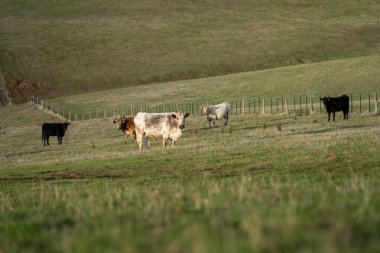 Avustralya 'da bir tarlada otlayan damızlık sığır ve sığır eti. Türleri arasında benek parkı, murray grisi, angus, brangus ve wagyu bulunur..