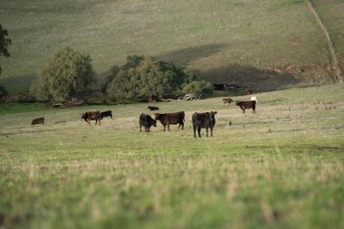 Avustralya 'da sığır çiftliğinde otlayan sığır ve dana eti. Cinsler Murray Grey, Angus ve Wagyu 'dur. sürdürülebilir tarım pratiği karbon depolama